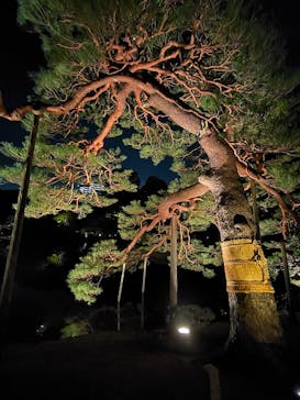 六義園に投稿された画像（2024/11/23）