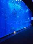 アクアワールド茨城県大洗水族館に投稿された画像（2024/11/23）