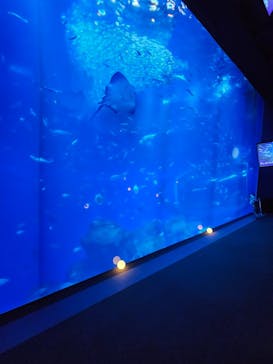 アクアワールド茨城県大洗水族館に投稿された画像（2024/11/23）