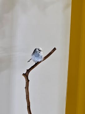 特別展「鳥 ～ゲノム解析が解き明かす新しい鳥類の系統～」国立科学博物館に投稿された画像（2024/11/23）