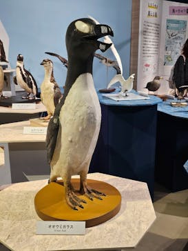 特別展「鳥 ～ゲノム解析が解き明かす新しい鳥類の系統～」国立科学博物館に投稿された画像（2024/11/23）