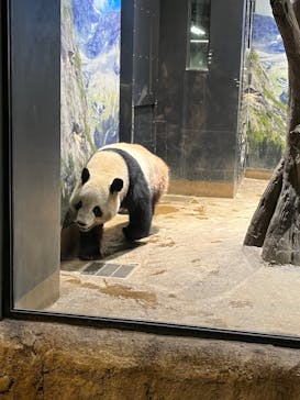 恩賜上野動物園に投稿された画像（2024/11/23）