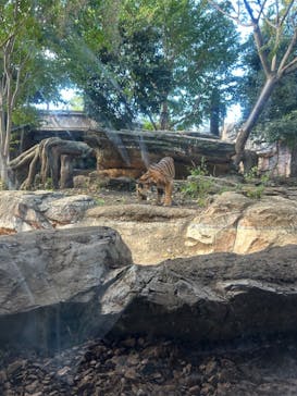 恩賜上野動物園に投稿された画像（2024/11/23）