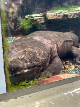 恩賜上野動物園に投稿された画像（2024/11/23）