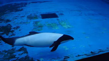 仙台うみの杜水族館に投稿された画像（2024/11/23）