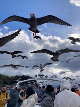 伊根湾めぐり遊覧船に投稿された画像（2024/11/23）