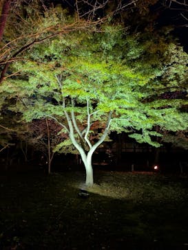 NAKED meets 二条城 2025 観月に投稿された画像（2024/11/23）