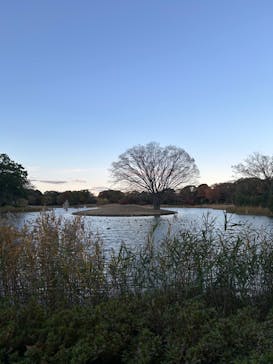 国営昭和記念公園 秋の夜散歩に投稿された画像（2024/11/23）