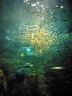 新江ノ島水族館に投稿された画像（2024/11/23）