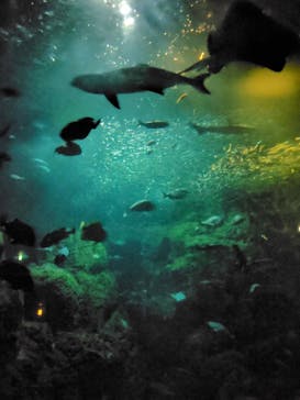 新江ノ島水族館に投稿された画像（2024/11/23）