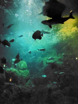 新江ノ島水族館に投稿された画像（2024/11/23）