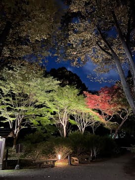 六義園に投稿された画像（2024/11/23）