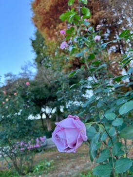 いばらきフラワーパークに投稿された画像（2024/11/23）