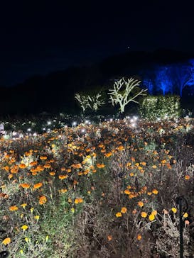 いばらきフラワーパークに投稿された画像（2024/11/23）