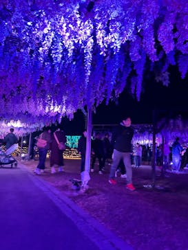 東京メガイルミに投稿された画像（2024/11/23）