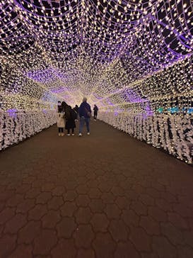 東京メガイルミに投稿された画像（2024/11/23）