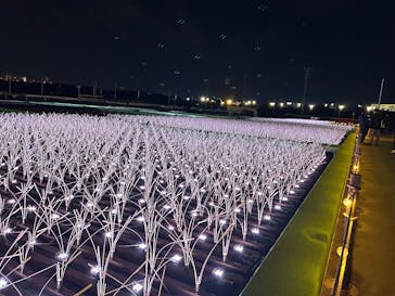 東京メガイルミに投稿された画像（2024/11/23）