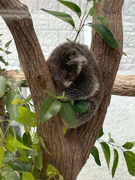 淡路ファームパーク イングランドの丘に投稿された画像（2024/11/23）