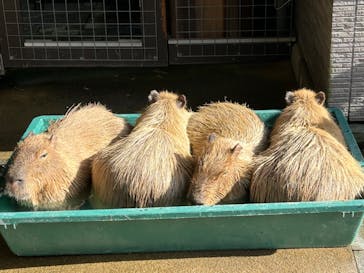 淡路ファームパーク イングランドの丘に投稿された画像（2024/11/23）