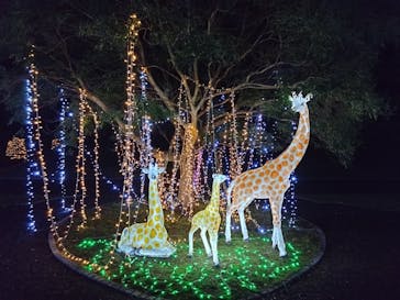 佐賀イルミナージュに投稿された画像（2024/11/23）