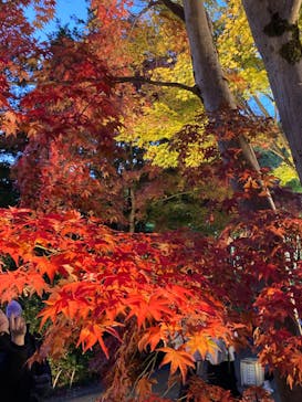 国営昭和記念公園 秋の夜散歩に投稿された画像（2024/11/23）