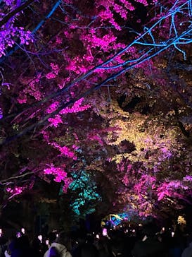 国営昭和記念公園 秋の夜散歩に投稿された画像（2024/11/23）