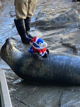 しながわ水族館に投稿された画像（2024/11/23）