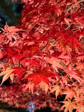 国営昭和記念公園 秋の夜散歩に投稿された画像（2024/11/23）