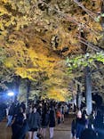 国営昭和記念公園 秋の夜散歩に投稿された画像（2024/11/23）