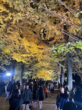 国営昭和記念公園 秋の夜散歩に投稿された画像（2024/11/23）