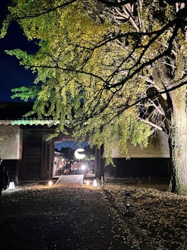 NAKED meets 二条城 2025 観月に投稿された画像（2024/11/23）