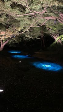 六義園に投稿された画像（2024/11/23）