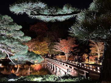 国営昭和記念公園 秋の夜散歩に投稿された画像（2024/11/23）