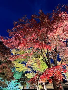 国営昭和記念公園 秋の夜散歩に投稿された画像（2024/11/23）