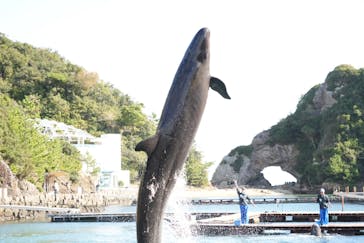 太地町立くじらの博物館に投稿された画像（2024/11/23）