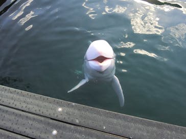 太地町立くじらの博物館に投稿された画像（2024/11/23）