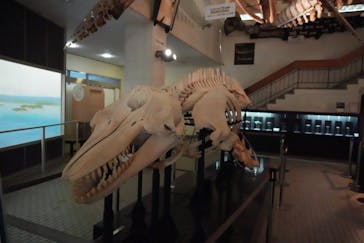 太地町立くじらの博物館に投稿された画像（2024/11/23）