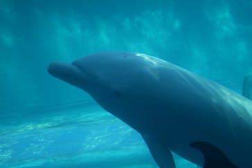 太地町立くじらの博物館に投稿された画像（2024/11/23）