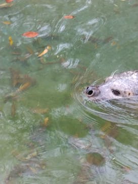 那須どうぶつ王国に投稿された画像（2024/11/23）