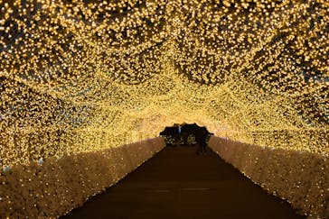 東京メガイルミに投稿された画像（2024/11/23）