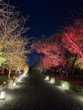 NAKED meets 二条城 2025 観月に投稿された画像（2024/11/23）