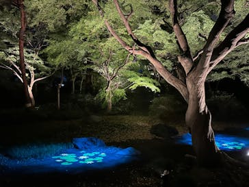 六義園に投稿された画像（2024/11/24）