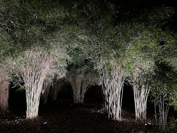 六義園に投稿された画像（2024/11/24）