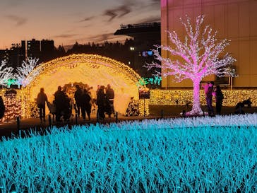 東京メガイルミに投稿された画像（2024/11/24）