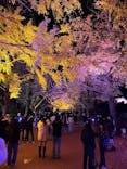 国営昭和記念公園 秋の夜散歩に投稿された画像（2024/11/24）