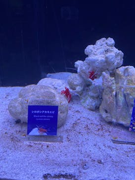 マクセル アクアパーク品川に投稿された画像（2024/11/24）