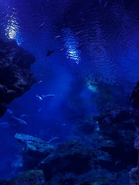 京都水族館に投稿された画像（2024/11/24）