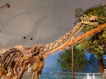 福井県立恐竜博物館に投稿された画像（2024/11/24）