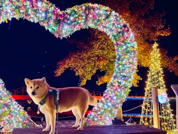 修善寺虹の郷に投稿された画像（2024/11/24）