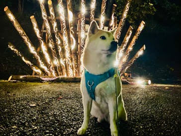 修善寺虹の郷に投稿された画像（2024/11/24）